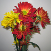 fall pack daisies